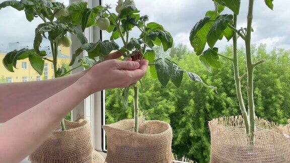 女性手收割番茄植株生长在窗台上公寓家花园