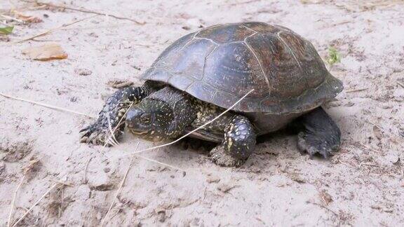 欧洲塘龟在森林里沿着肮脏的沙子慢慢爬行近距离
