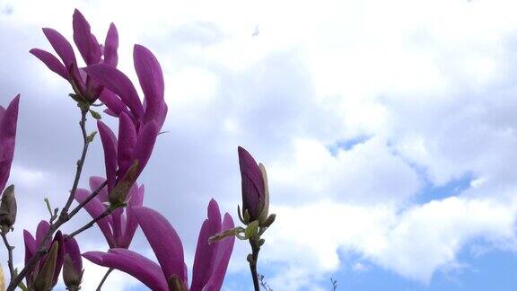盛开的紫玉兰树映衬着天空和云彩