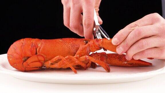 白色盘子上的红色煮龙虾孤立在黑色背景上男人的手用龙虾钳子敲碎龙虾的爪子