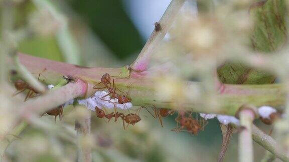织叶蚁和蚜虫在芒果花枝上