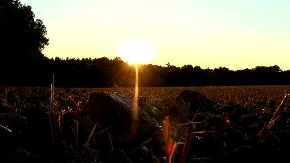 日落时分收获的玉米地