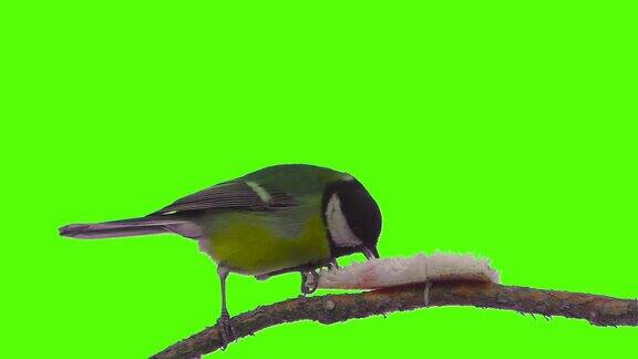 野鸟坐在树枝上吃食物孤立的绿屏