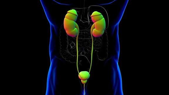 人体泌尿系统肾脏与膀胱解剖学的医学概念3D
