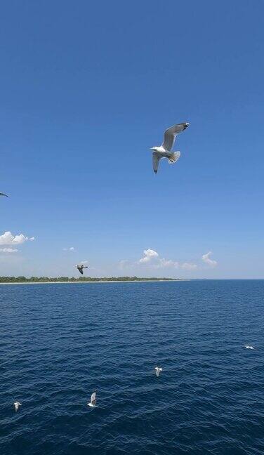 在爱琴海上空飞翔的海鸥