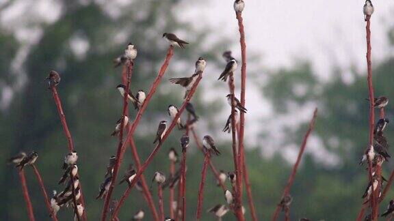 一大群树燕子栖息在棕色的树枝上飞翔