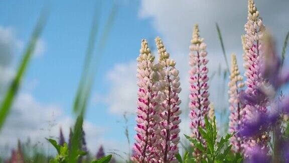 美丽的粉红色野花映衬着蓝天特写盛开的羽扇豆的4k直播视频羽扇花盛开在夏天阳光明媚的田野背景下风摇着花儿