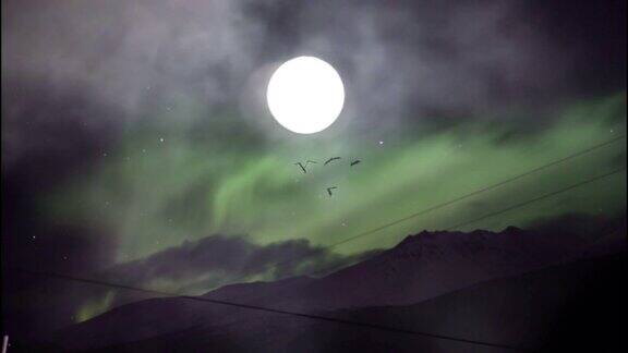 满月与蝙蝠剪影飞行和雾