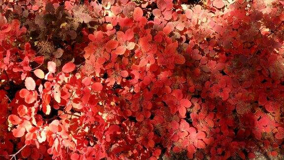 灌木有美丽的红色叶子