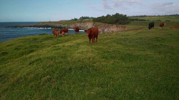 在夏威夷毛伊岛北岸美丽的海岸景观上奶牛在草地上