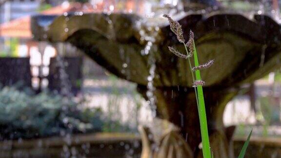 水滴和绿色植物