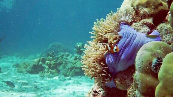 泰国珊瑚礁上的水下摄影师和假小丑鱼海葵鱼