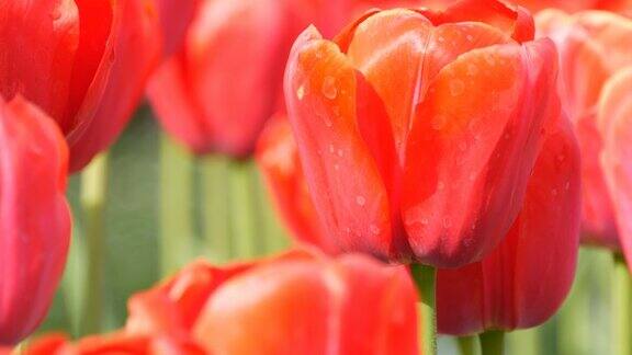 美丽的大红色郁金香和蓝色铃铛在世界著名的皇家公园库肯霍夫郁金香田近观荷兰荷兰