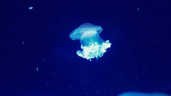 真实拍摄的水母自由游泳在水晶清澈的水水族馆