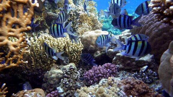 珊瑚礁热带鱼海洋生物视频在水中
