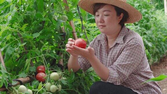 女人的肖像与新鲜采摘的西红柿