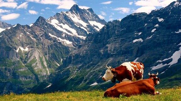 瑞士阿尔卑斯山和奶牛