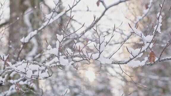 在晨光照耀的森林里结冰的树枝冬天的场景
