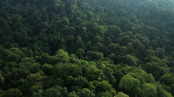 多莉拍摄的雨林