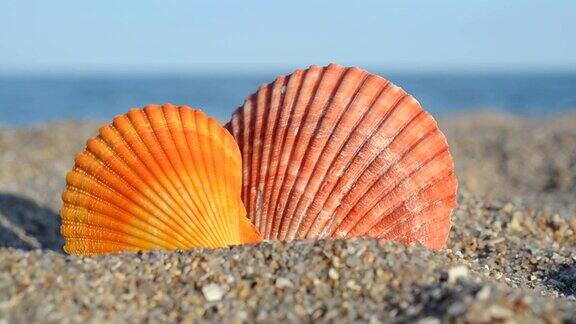 海滩上的海贝壳在海滩上拍摄
