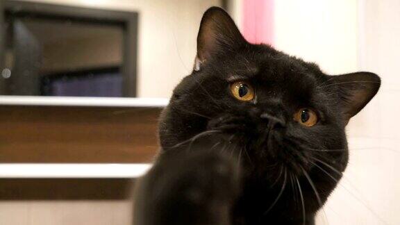 英国黑猫用爪子抓相机