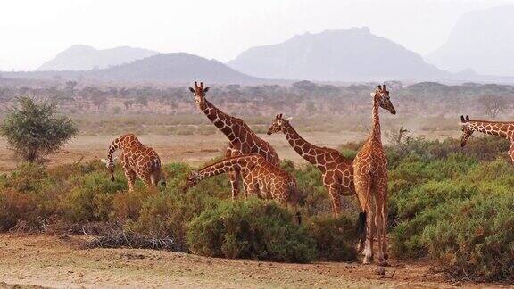 网纹长颈鹿网纹长颈鹿camelopardalis肯尼亚桑布鲁公园组实时4K