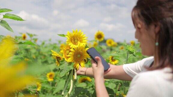 一名日本女子在向日葵地里拍摄向日葵
