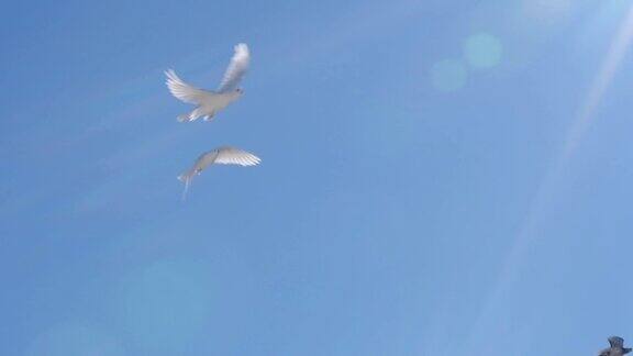 鸽子在蓝天上飞翔