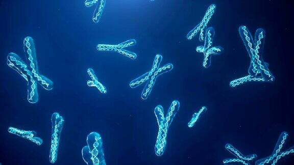 蓝色背景上的X和Y染色体显微镜下带有DNA螺旋的染色体人类染色体说明X和Y染色体编码的遗传密码