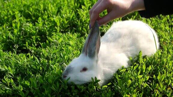 一个孩子的手抚摸着阳光下的小白兔小白兔