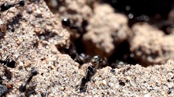 蚂蚁出巢了