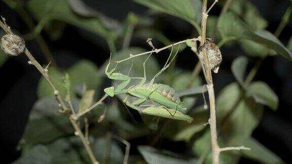 只螳螂交配在一窝卵囊(卵团)旁边的树枝上削螳螂螳螂昆虫的特写