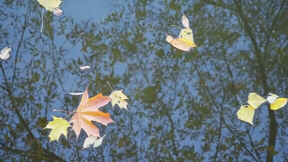 秋天枫叶漂浮在清澈的水中