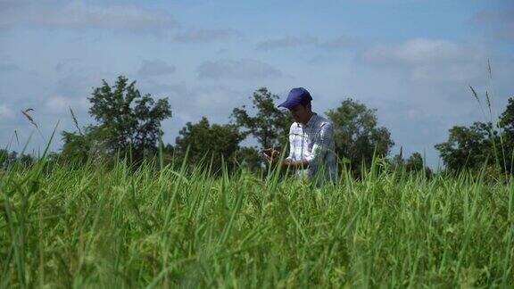 亚洲男子在稻田里用智能手机买米