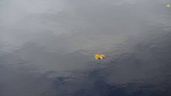 黄黄的秋叶在水面上