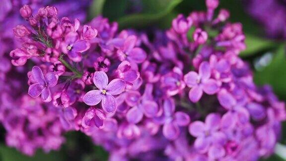 紫丁香花闭合了