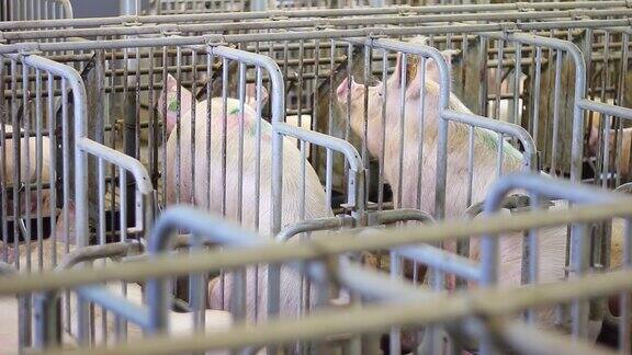 农场里的猪特写母猪在笼子里与小猪一起产仔