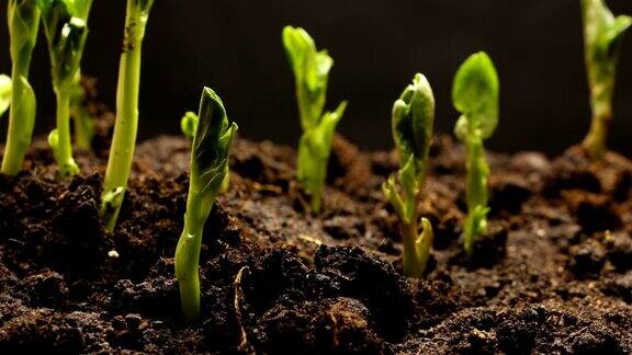 蔬菜种子生长或发芽的时间间隔