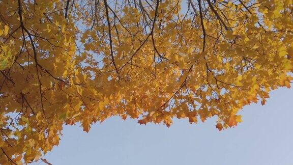 秋天枫树的枝干在蓝天的背景上
