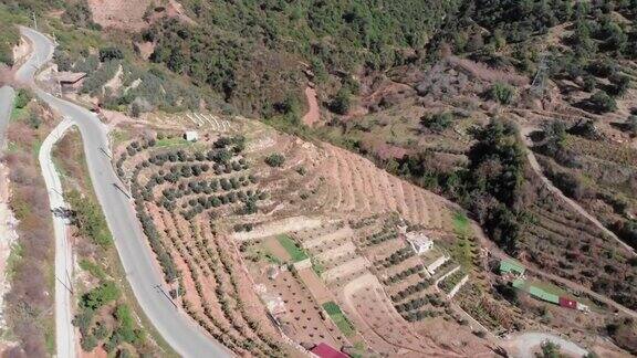 土耳其阿兰亚的香蕉种植园山坡上种植的种植园无人机拍摄