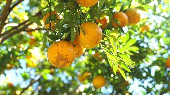 在果园里采摘新鲜的橙子