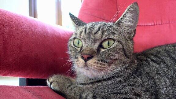 红色沙发上可爱的猫