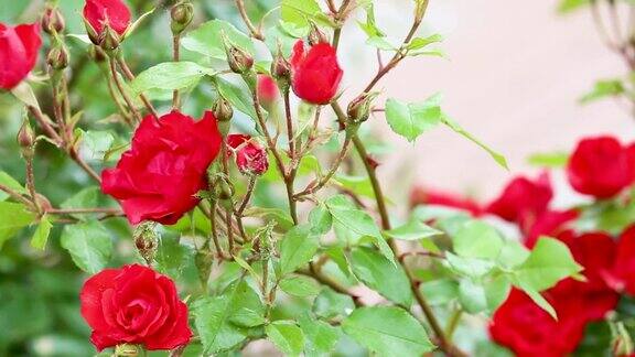 户外红玫瑰花蕾与虱子