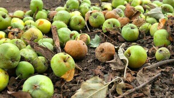 从树上落下的苹果秋日清晨乡村庭院苹果树下腐烂的苹果