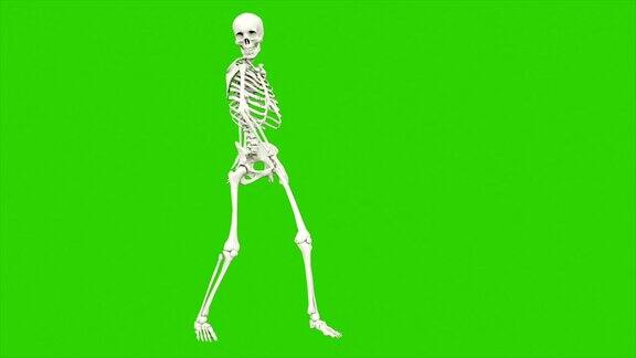 骷髅跳舞在绿色屏幕上无缝循环动画