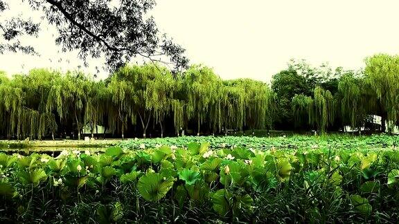 中国皇家园林的荷叶湖