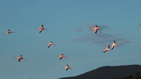 小火烈鸟小腓凤蝶飞行群殖民地在博戈里亚湖在肯尼亚慢镜头4K