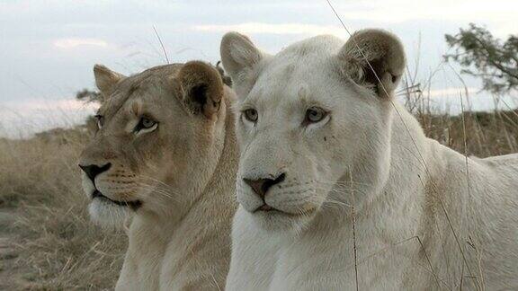 罕见的白色狮子与茶色同胞