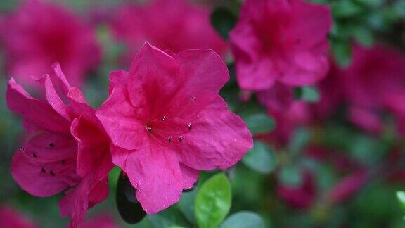 美丽的粉红色杜鹃花(杜鹃花)在春天的特写