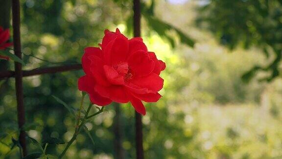 红玫瑰在花园里开花夏日单朵红玫瑰近距离开放红色的花瓣和绿色的叶子合在一起夏天的花花模糊的背景柔和的选择焦点